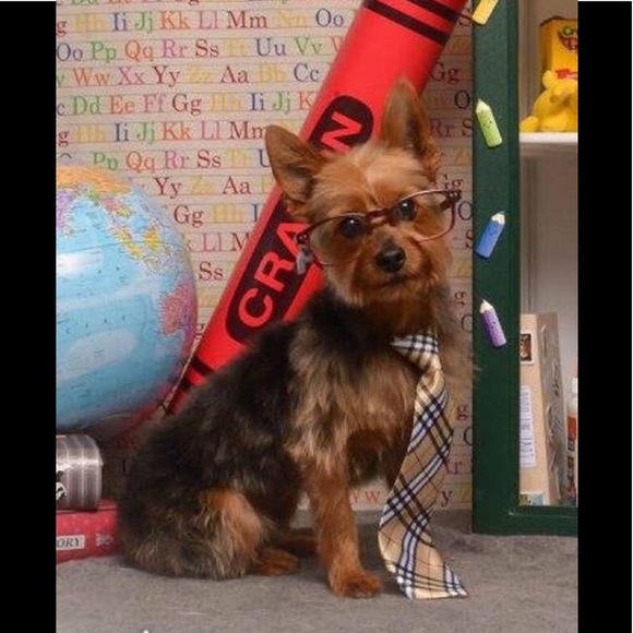 Meet your Posher, Tanya - Picture 2 of 4